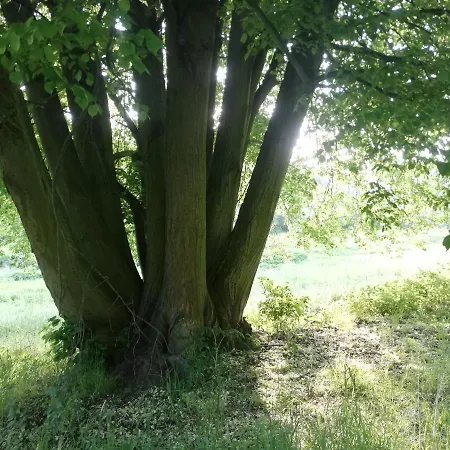 Chatrč Pod Babou *